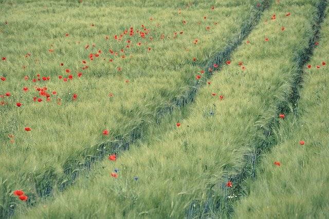 赤い花が所々に見られる草原